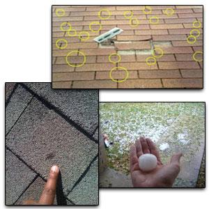 Hail damage on asphalt shingles, with golf ball sized hailstones held for scale